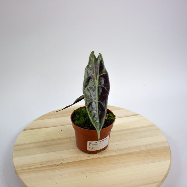 Alocasia Longiloba Purple 10.5cm H15cm