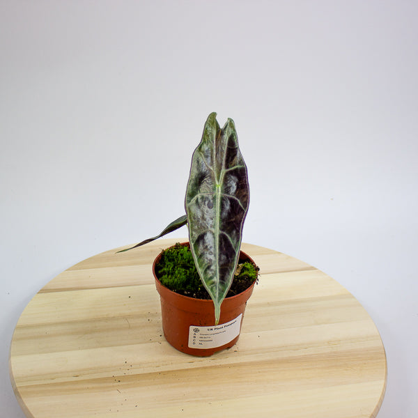 Alocasia Longiloba Purple 10.5cm H15cm