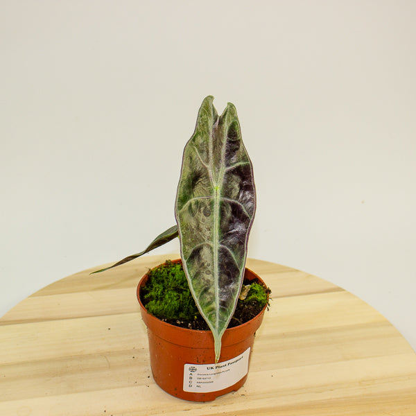 Alocasia Longiloba Purple 10.5cm H15cm