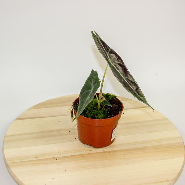 Alocasia Longiloba Purple 10.5cm H15cm