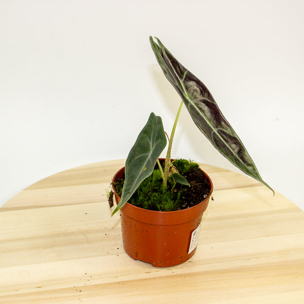 Alocasia Longiloba Purple 10.5cm H15cm