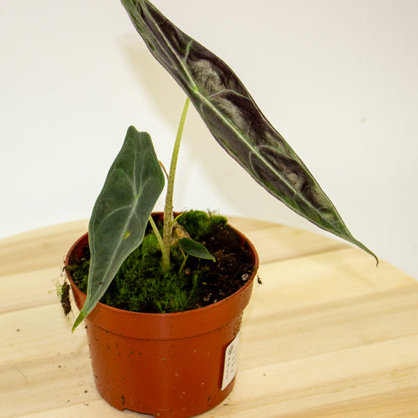 Alocasia Longiloba Purple 10.5cm H15cm