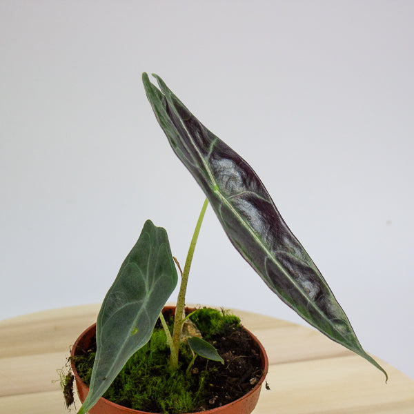 Alocasia Longiloba Purple 10.5cm H15cm