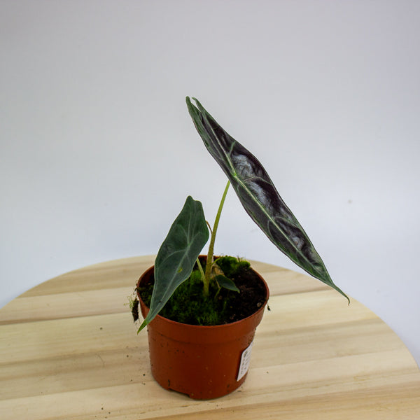 Alocasia Longiloba Purple 10.5cm H15cm