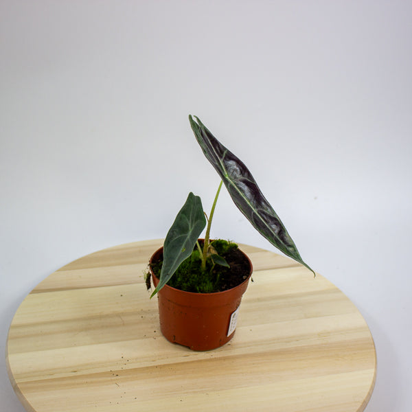 Alocasia Longiloba Purple 10.5cm H15cm