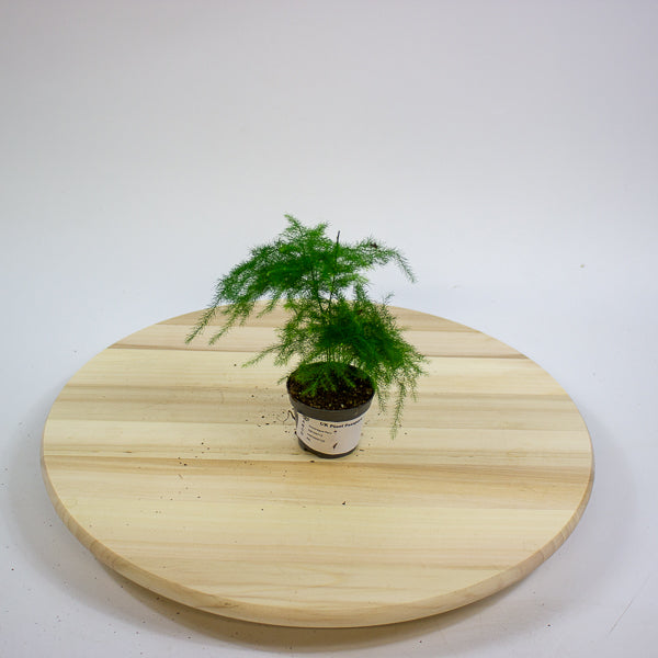 Asparagus Fern 6cm H13cm
