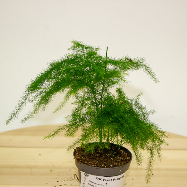 Asparagus Fern 6cm H13cm