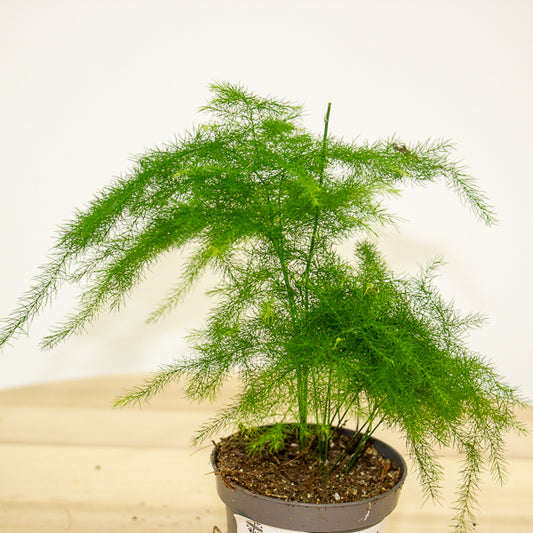 Asparagus Fern 6cm H13cm