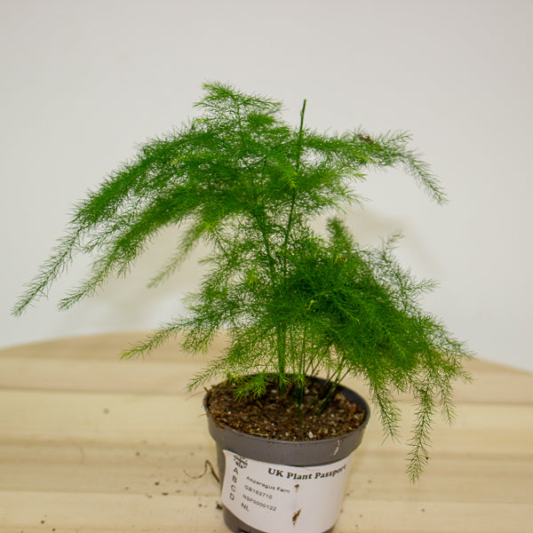 Asparagus Fern 6cm H13cm