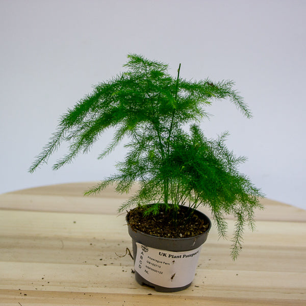 Asparagus Fern 6cm H13cm