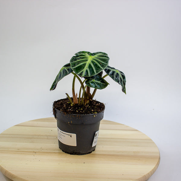 Alocasia Balloon Heart 12cm H18cm