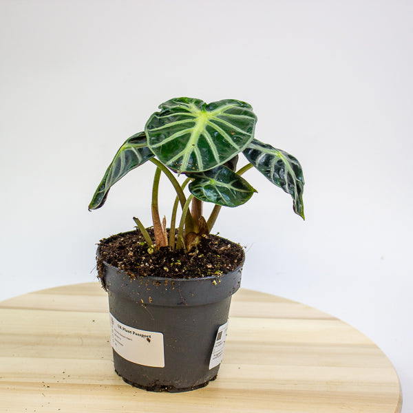 Alocasia Balloon Heart 12cm H18cm