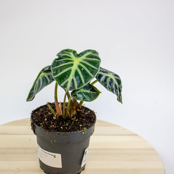 Alocasia Balloon Heart 12cm H18cm