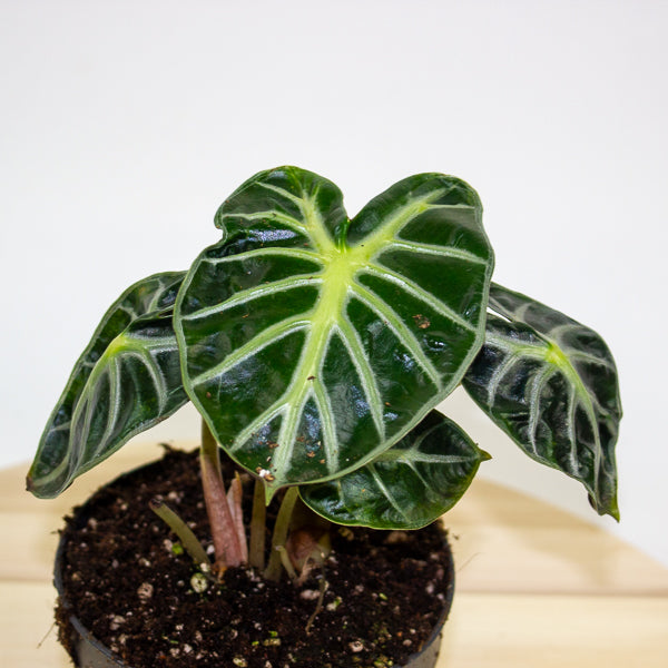 Alocasia Balloon Heart 12cm H18cm