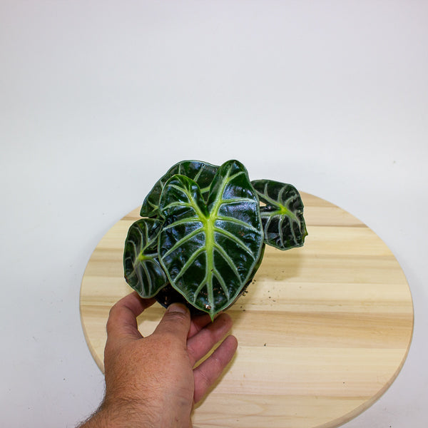 Alocasia Balloon Heart 12cm H18cm