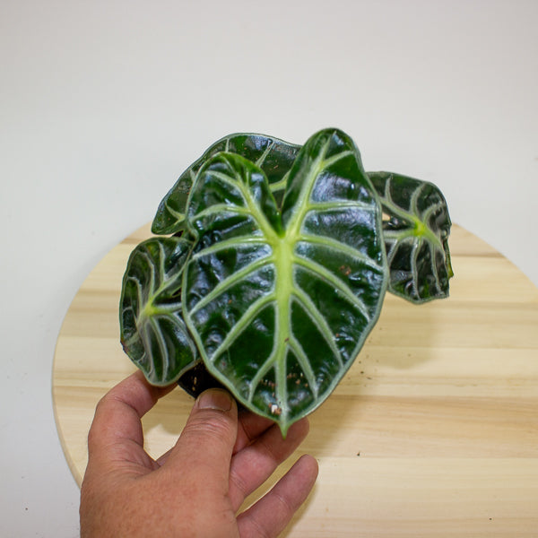 Alocasia Balloon Heart 12cm H18cm
