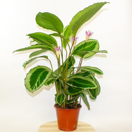 Calathea 'Bicajoux Cobra' 19cm H85cm