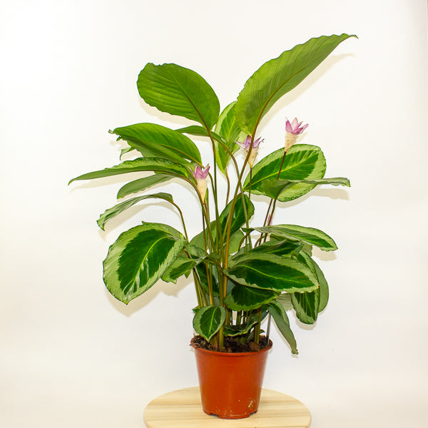 Calathea 'Bicajoux Cobra' 19cm H85cm