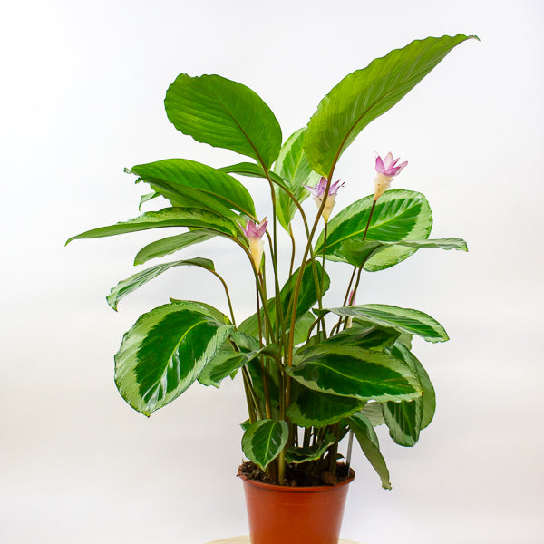 Calathea 'Bicajoux Cobra' 19cm H85cm