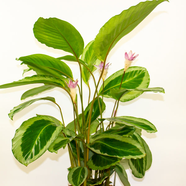 Calathea 'Bicajoux Cobra' 19cm H85cm