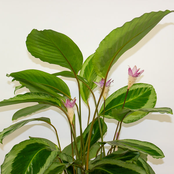 Calathea 'Bicajoux Cobra' 19cm H85cm