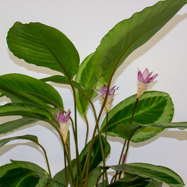 Calathea 'Bicajoux Cobra' 19cm H85cm