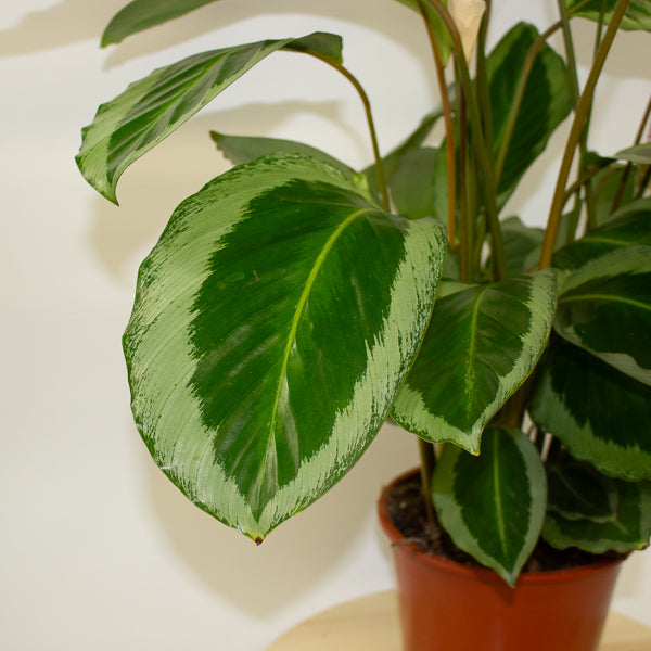 Calathea 'Bicajoux Cobra' 19cm H85cm