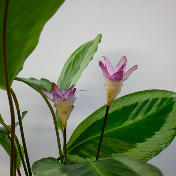 Calathea 'Bicajoux Cobra' 19cm H85cm