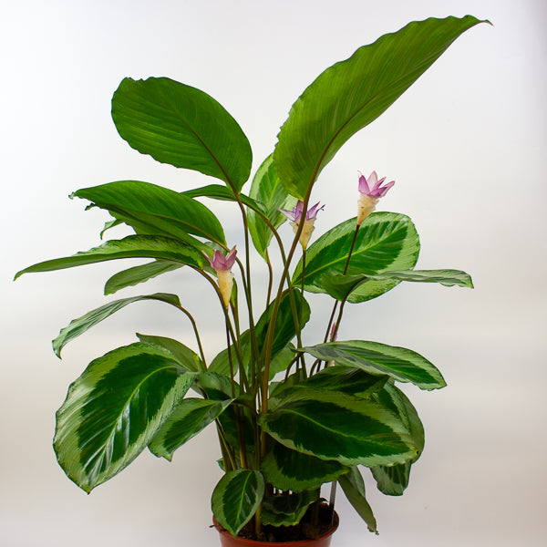 Calathea 'Bicajoux Cobra' 19cm H85cm