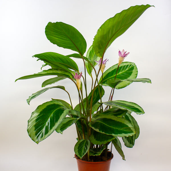Calathea 'Bicajoux Cobra' 19cm H85cm