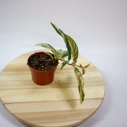 Ficus Sagittata Variegata Pink 9cm H20cm