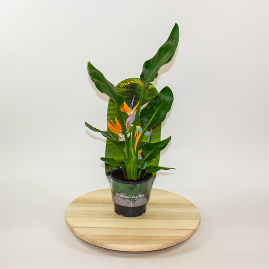 Strelitzia Reginae 12cm H35cm