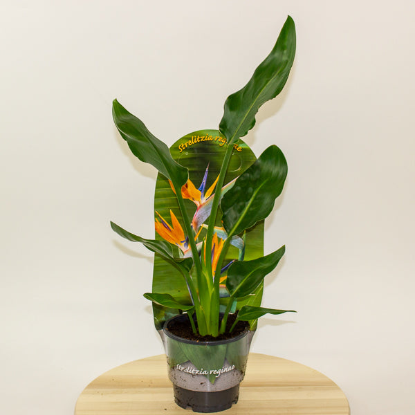 Strelitzia Reginae 12cm H35cm