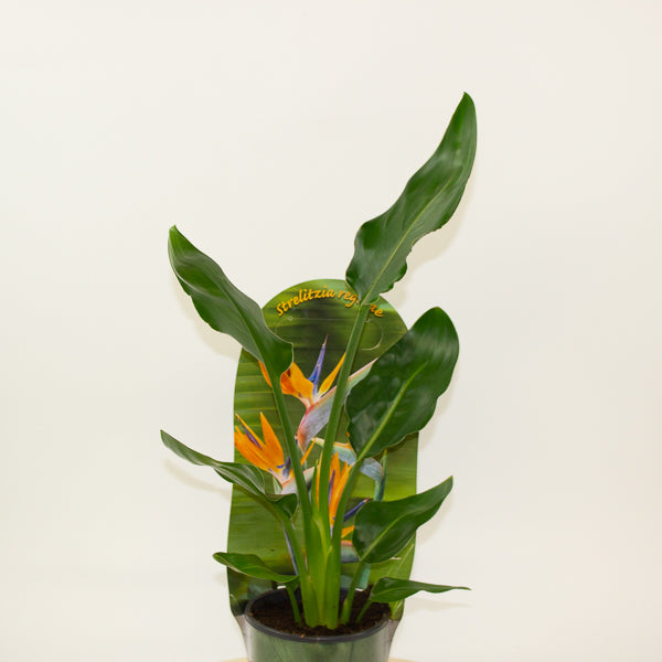 Strelitzia Reginae 12cm H35cm