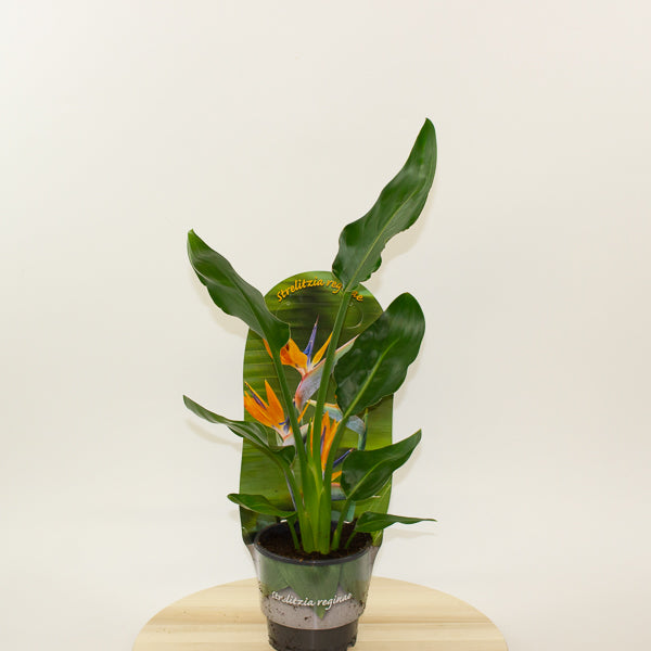 Strelitzia Reginae 12cm H35cm