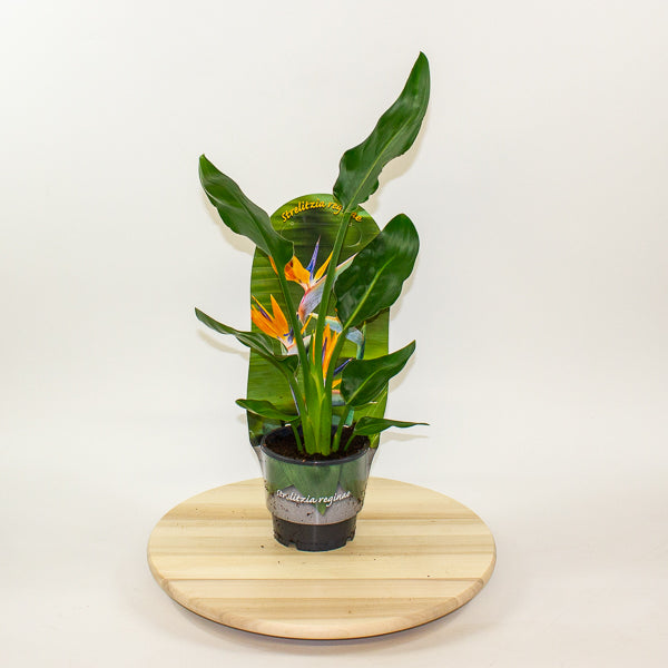 Strelitzia Reginae 12cm H35cm