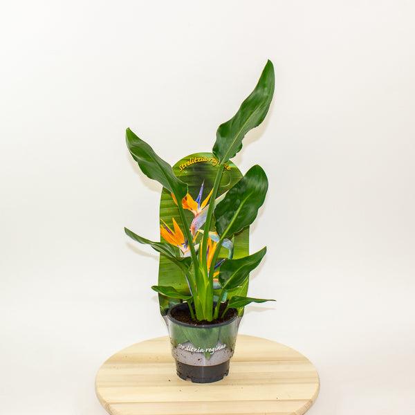 Strelitzia Reginae 12cm H35cm