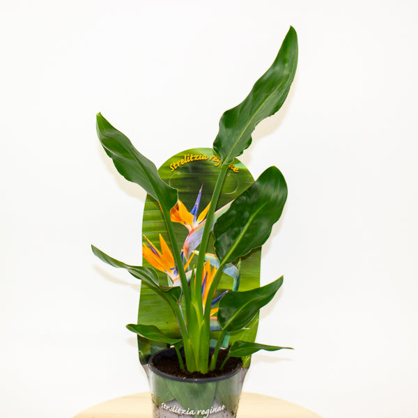 Strelitzia Reginae 12cm H35cm