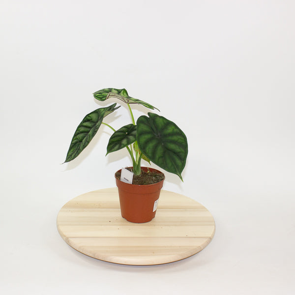 Alocasia Dragon Scale 12cm H25cm