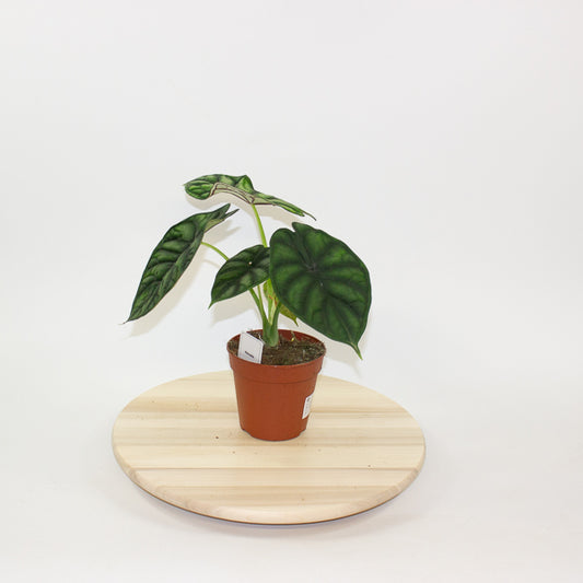 Alocasia Dragon Scale 12cm H25cm
