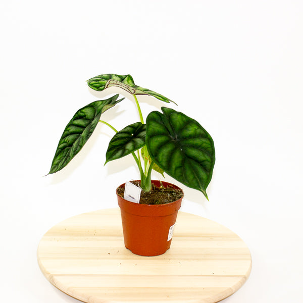 Alocasia Dragon Scale 12cm H25cm