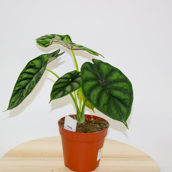 Alocasia Dragon Scale 12cm H25cm