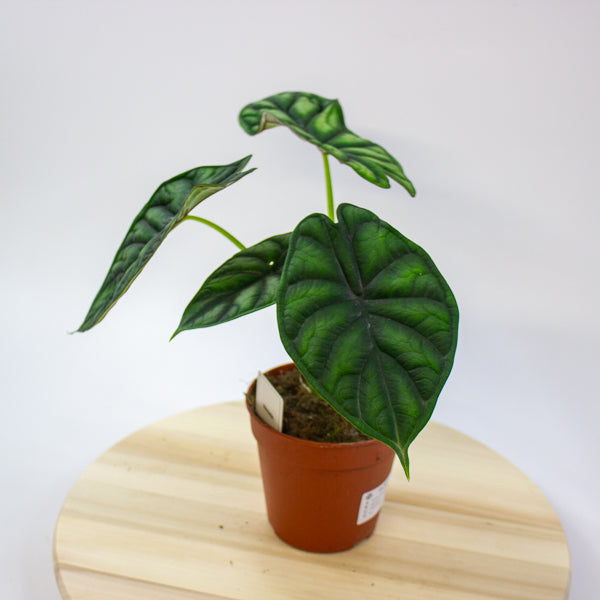 Alocasia Dragon Scale 12cm H25cm