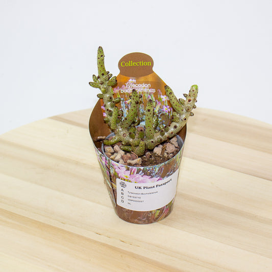 Tylecodon Bucholzianus 6.5cm H48cm