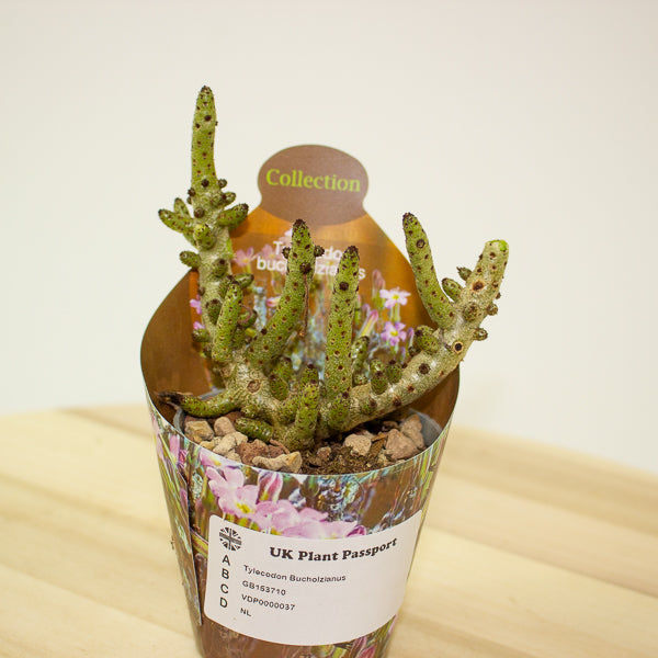 Tylecodon Bucholzianus 6.5cm H48cm