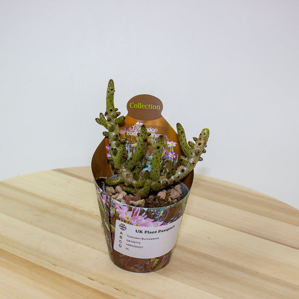 Tylecodon Bucholzianus 6.5cm H48cm
