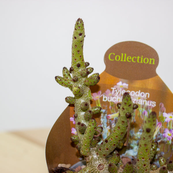 Tylecodon Bucholzianus 6.5cm H48cm