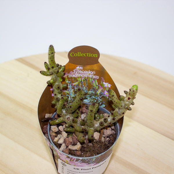 Tylecodon Bucholzianus 6.5cm H48cm