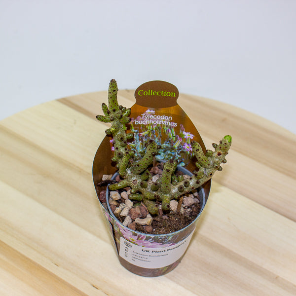Tylecodon Bucholzianus 6.5cm H48cm
