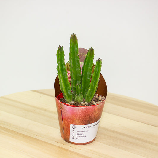 Stapelia Hirsuta 6.5cm H8cm